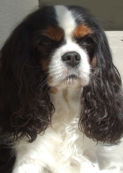 Rhapsody in blue of Sevijean's