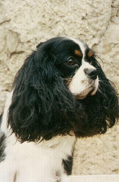 Genna Des marliviers