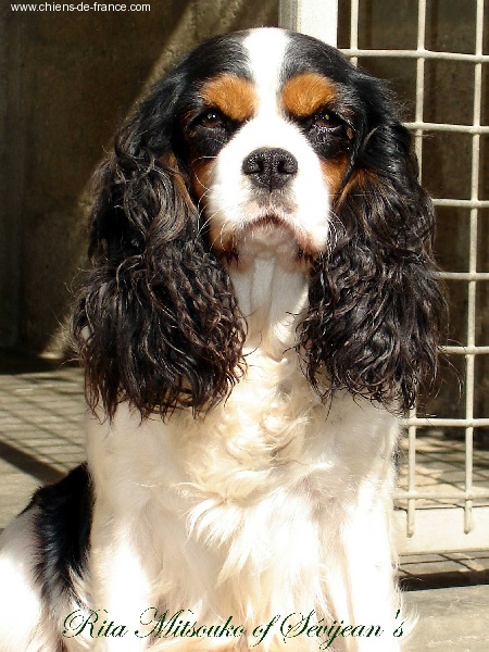 Rita mitsouko of Sevijean's