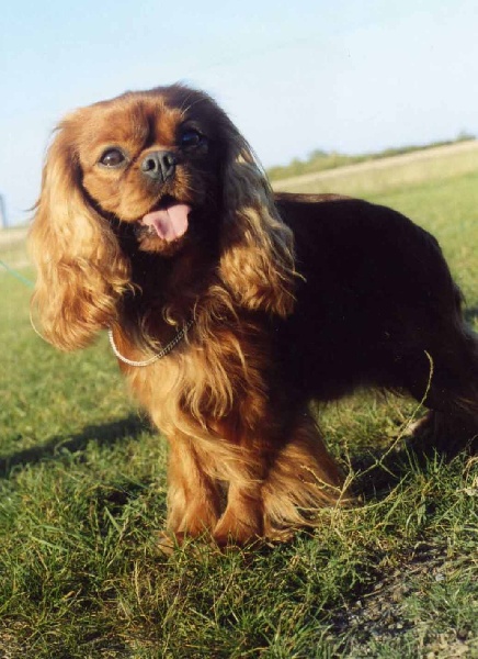 CH. Texas ranger of Sevijean's