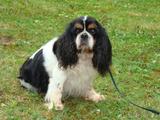 Illighton of Sevijean's