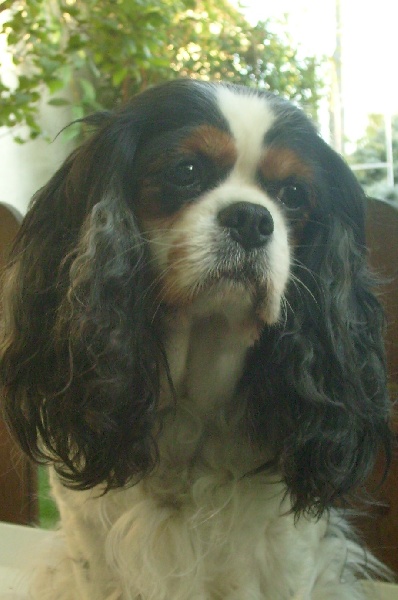 Ozzana of Sevijean's