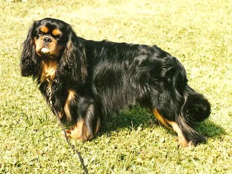 Paolo Conte of Sevijean's