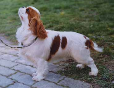 Snow-white of Sevijean's