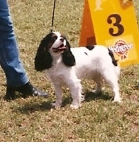 Noix de coco of Sevijean's