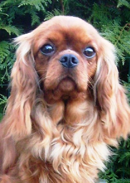 CH. Destination Soleil of Sevijean's