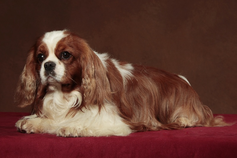 Dear sweetheart of Sevijean's