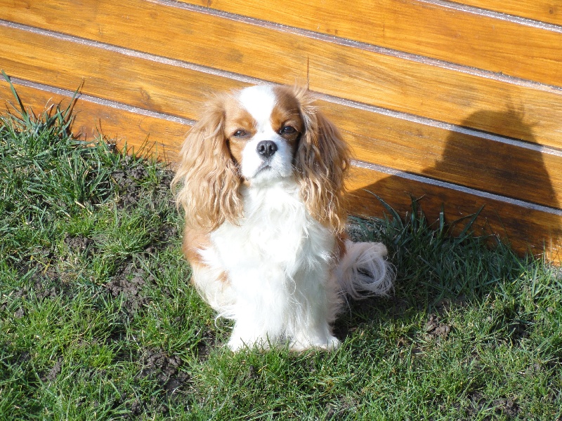 Elegance d'une fleur of Sevijean's