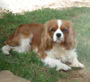 Emily dickinson of Sevijean's