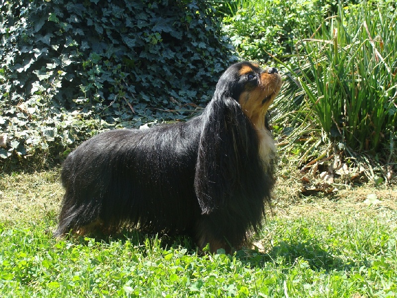 CH. Duke ellington of Sevijean's