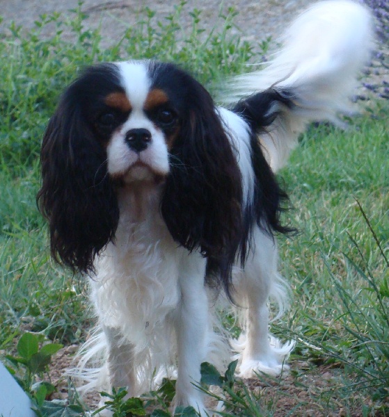 Ex-fan de sixties of Sevijean's