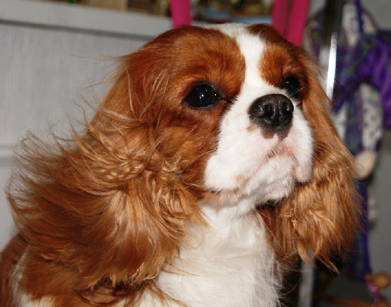 Fall-to-temptation of Sevijean's