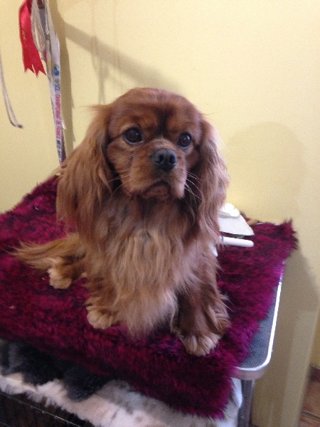 Grand marnier (teddy) of Sevijean's