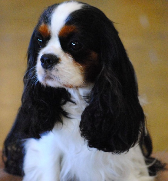 CH. Jr gib sp,ch ib cs gib sp pt ib gone with the wind of Sevijean's