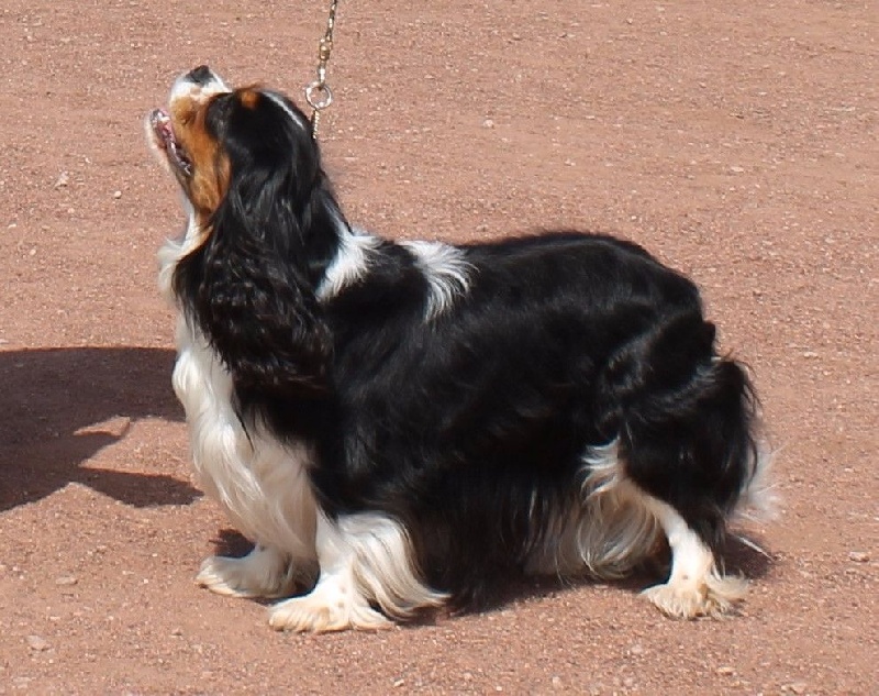 Hello dolly of Sevijean's