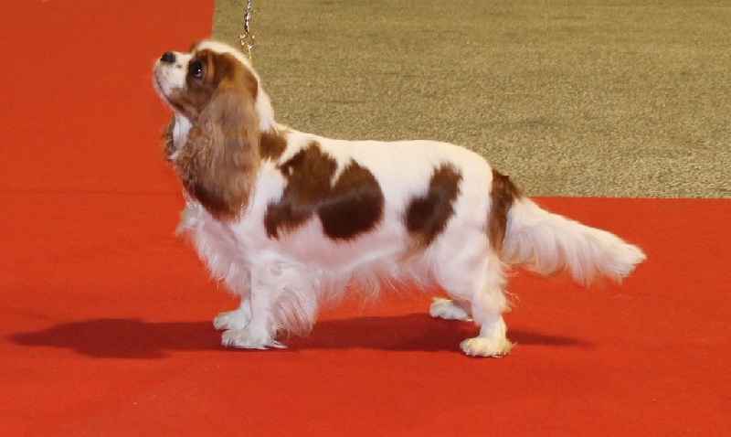 Ever so pretty of Sevijean's