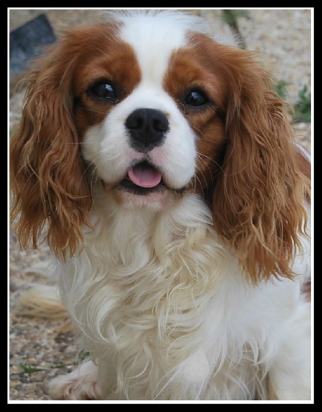 Goldeneye dit google of Sevijean's