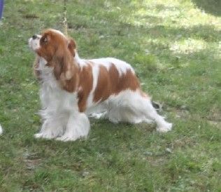 I will always love you of Sevijean's