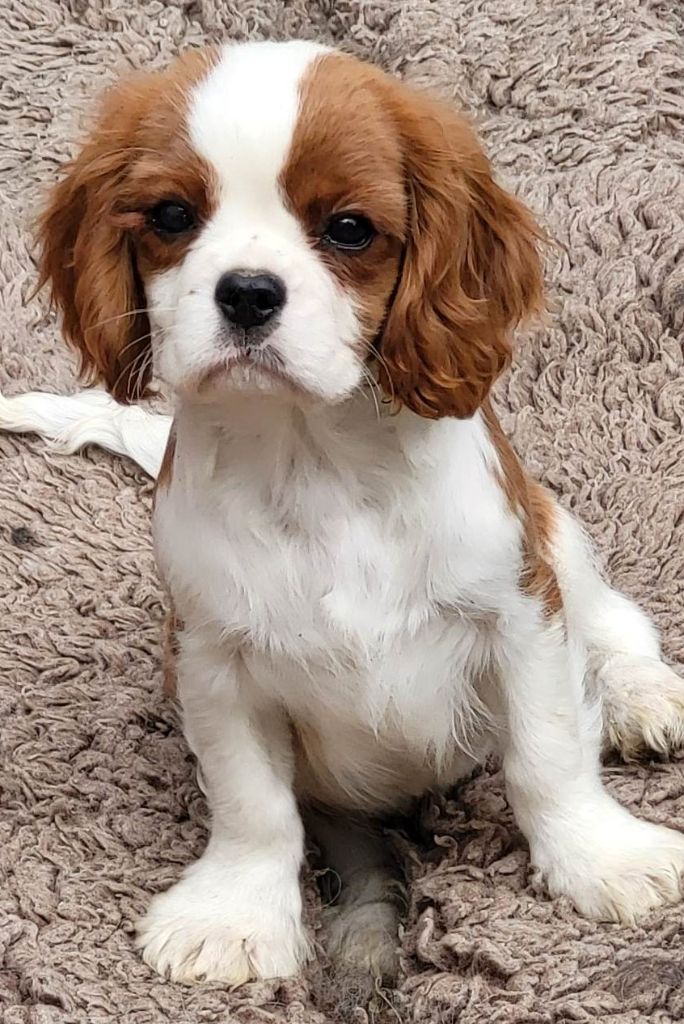 of Sevijean's - Chiots disponibles - Cavalier King Charles Spaniel