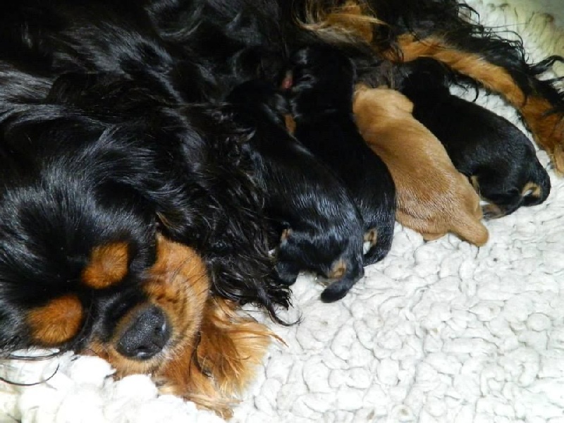 of Sevijean's - Cavalier King Charles Spaniel - Portée née le 17/08/2014