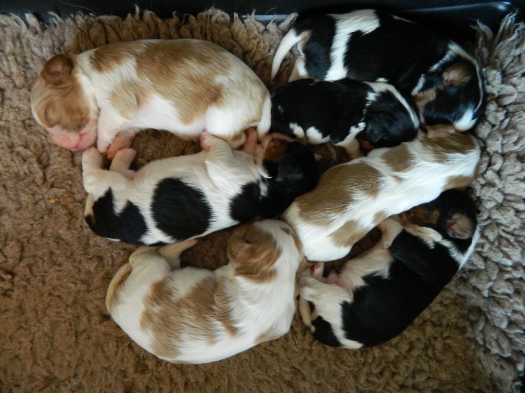 of Sevijean's - Cavalier King Charles Spaniel - Portée née le 20/01/2018