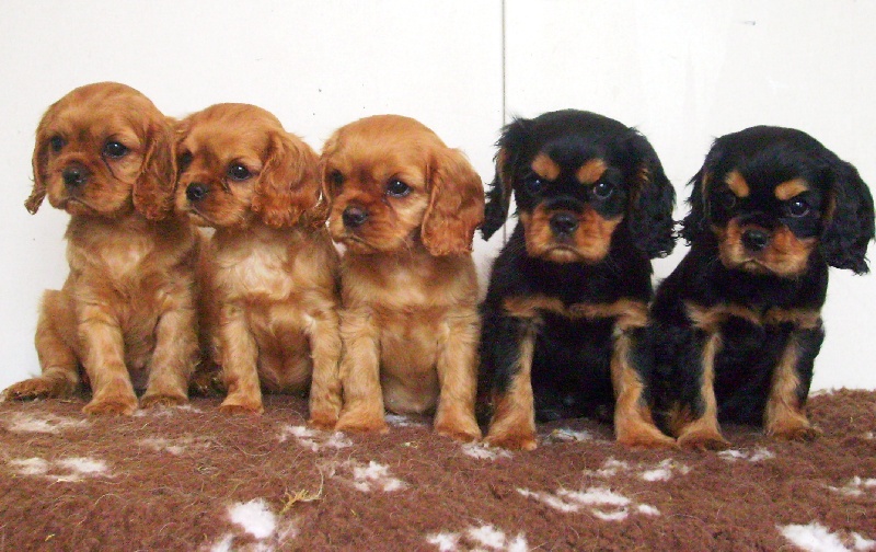 of Sevijean's - Cavalier King Charles Spaniel - Portée née le 04/03/2010