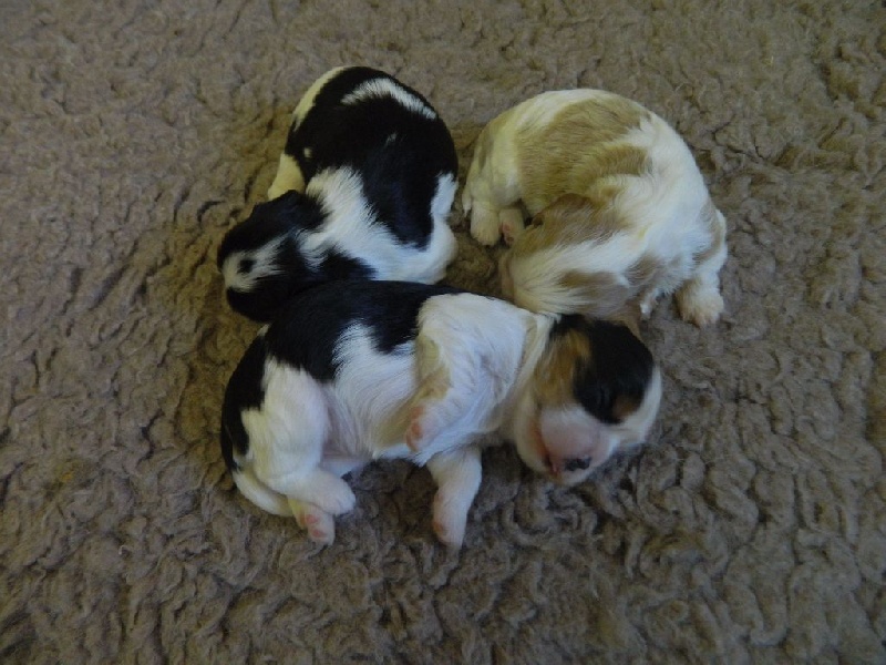 of Sevijean's - Cavalier King Charles Spaniel - Portée née le 26/07/2015