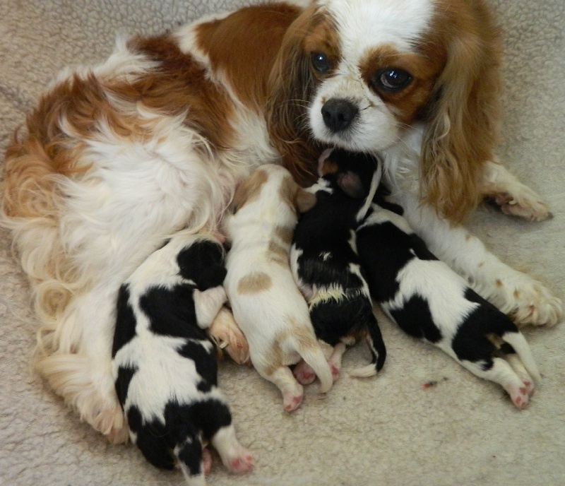 of Sevijean's - Cavalier King Charles Spaniel - Portée née le 10/12/2013