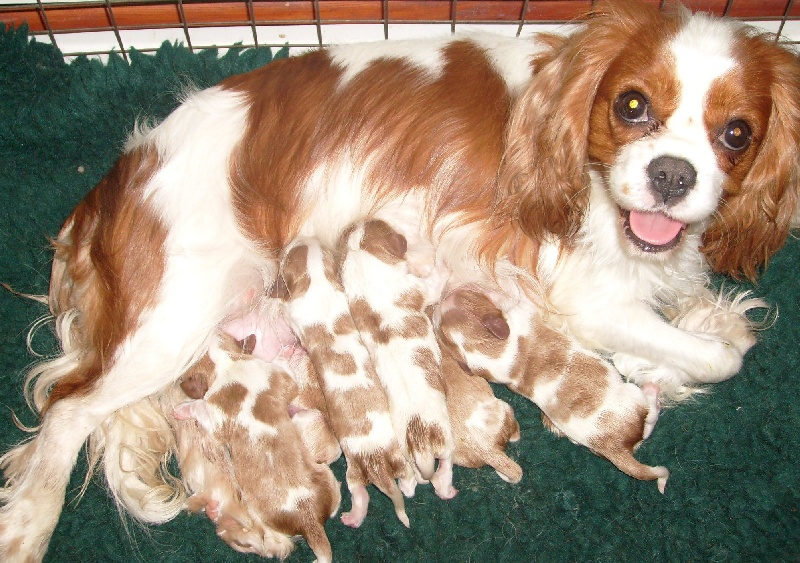 of Sevijean's - Cavalier King Charles Spaniel - Portée née le 09/09/2008