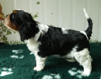 Guest Star of Sévijean's