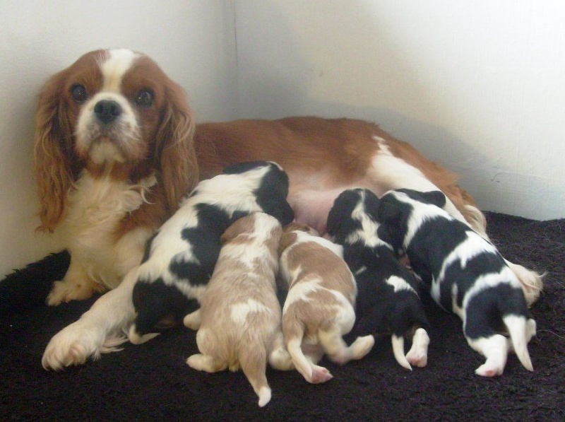 of Sevijean's - Cavalier King Charles Spaniel - Portée née le 19/11/2010