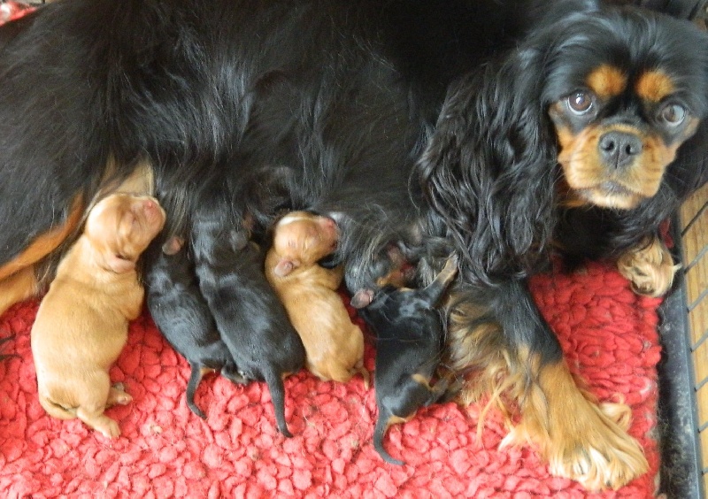of Sevijean's - Cavalier King Charles Spaniel - Portée née le 11/08/2013
