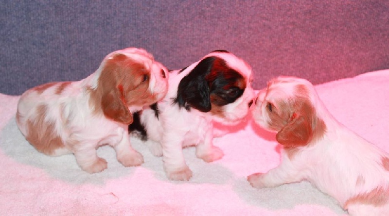 of Sevijean's - Cavalier King Charles Spaniel - Portée née le 07/11/2014