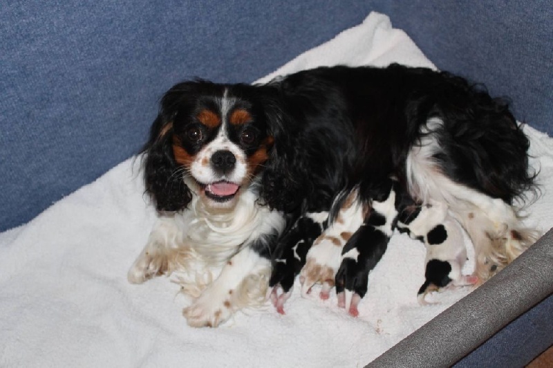 of Sevijean's - Cavalier King Charles Spaniel - Portée née le 14/11/2014