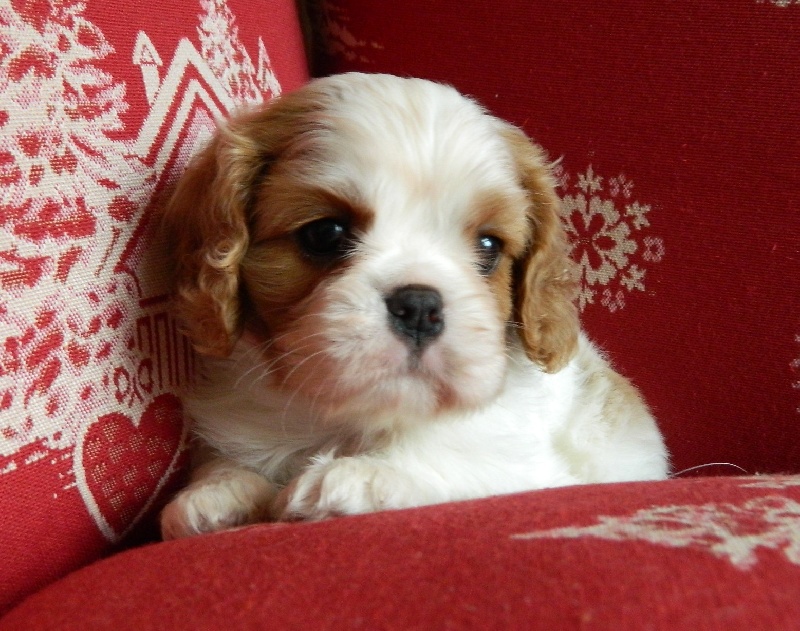 of Sevijean's - Cavalier King Charles Spaniel - Portée née le 10/04/2013