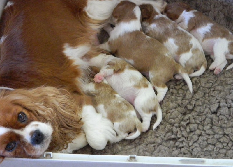 Chiot Cavalier King Charles Spaniel of Sevijean's
